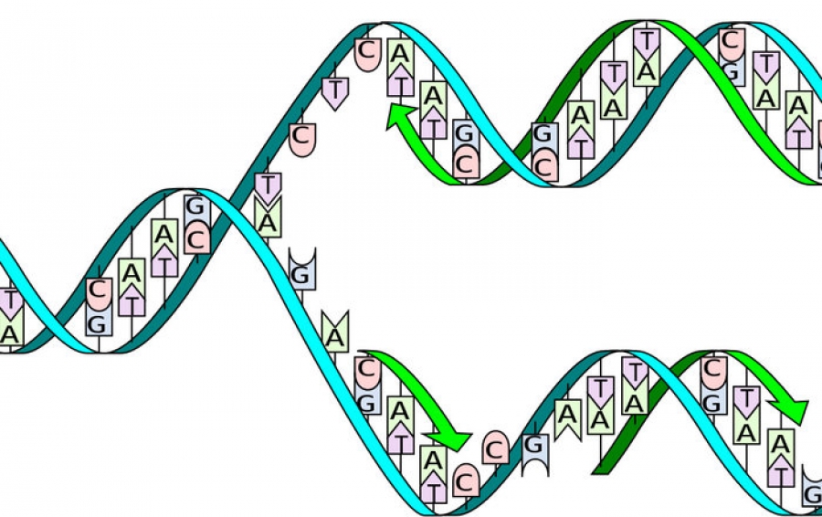 Исследовано столкновение движущихся по ДНК молекул