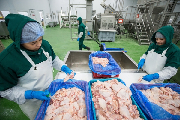 ЕС запретил поставки мяса птицы из России из-за птичьего гриппа