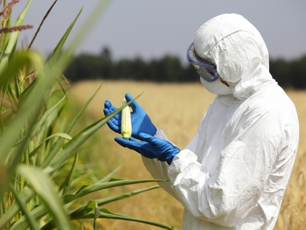 Новосибирские ученые — о запрете ГМО в России