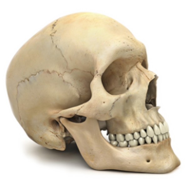 Ученые из Красноярска научились восстанавливать кости черепа за 4 месяца