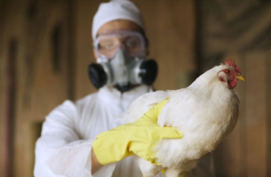 Птичий грипп: экономика эпидемии