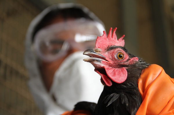 Российские ученые разрабатывают вакцину от птичьего гриппа
